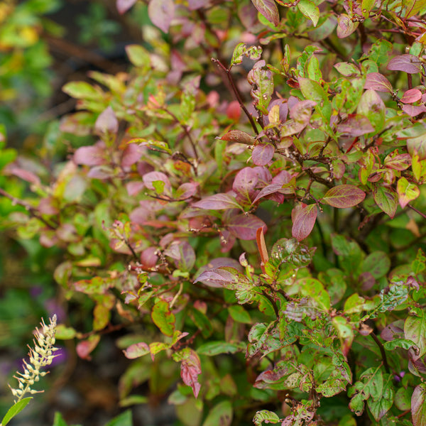 Love Child Virginia Sweetspire