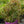 Load image into Gallery viewer, Love Child Virginia Sweetspire