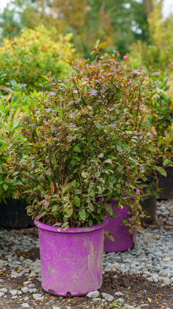 Love Child Virginia Sweetspire