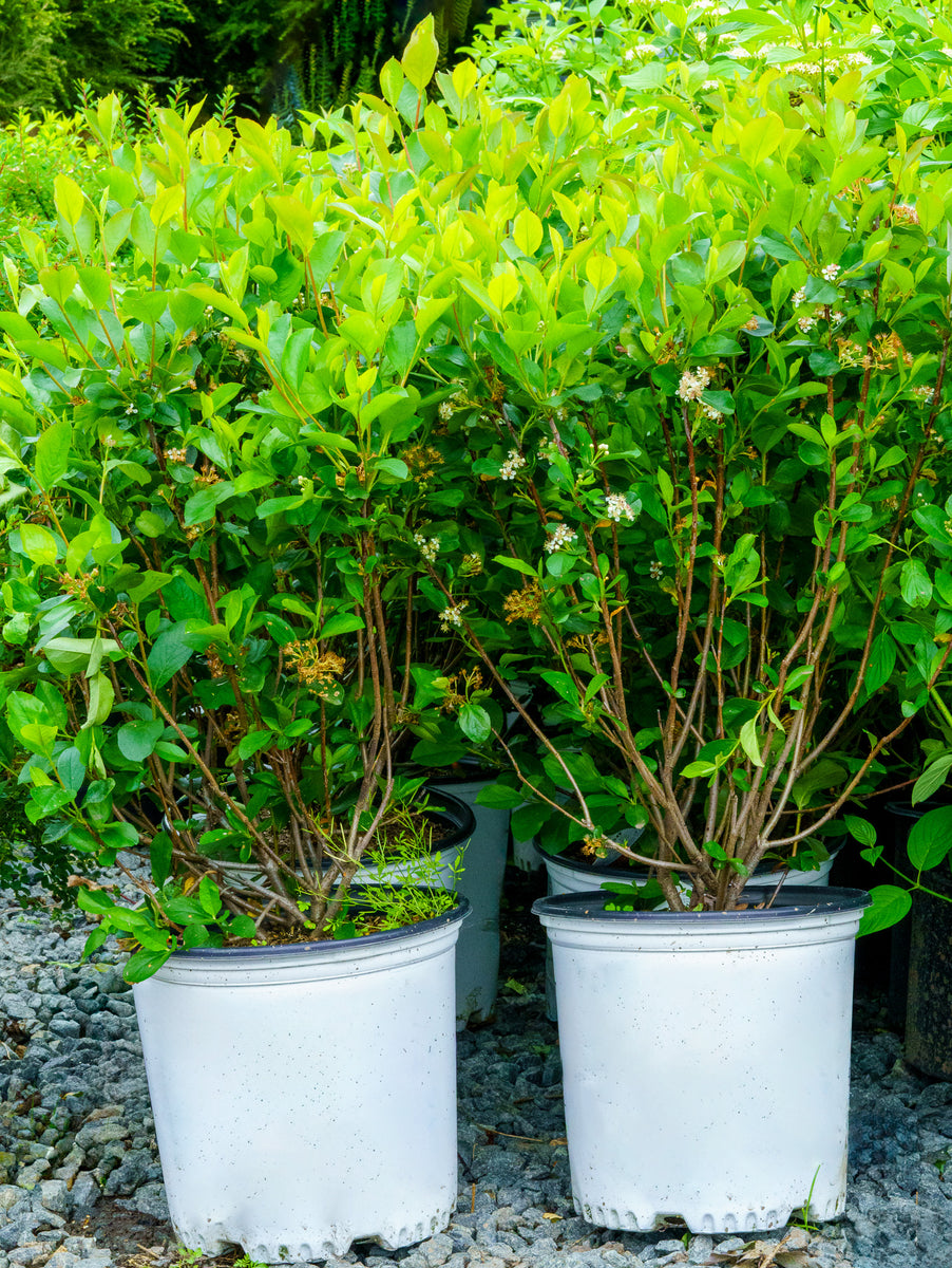 Low Scape Hedger Black Chokeberry – Plant Detectives
