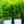 Load image into Gallery viewer, Low Scape Hedger Chokeberry - Chokeberry - Shrubs