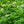Load image into Gallery viewer, Low Scape Hedger Chokeberry - Chokeberry - Shrubs