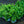 Load image into Gallery viewer, Low Scape Mound Chokeberry