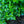 Load image into Gallery viewer, Low Scape Mound Chokeberry