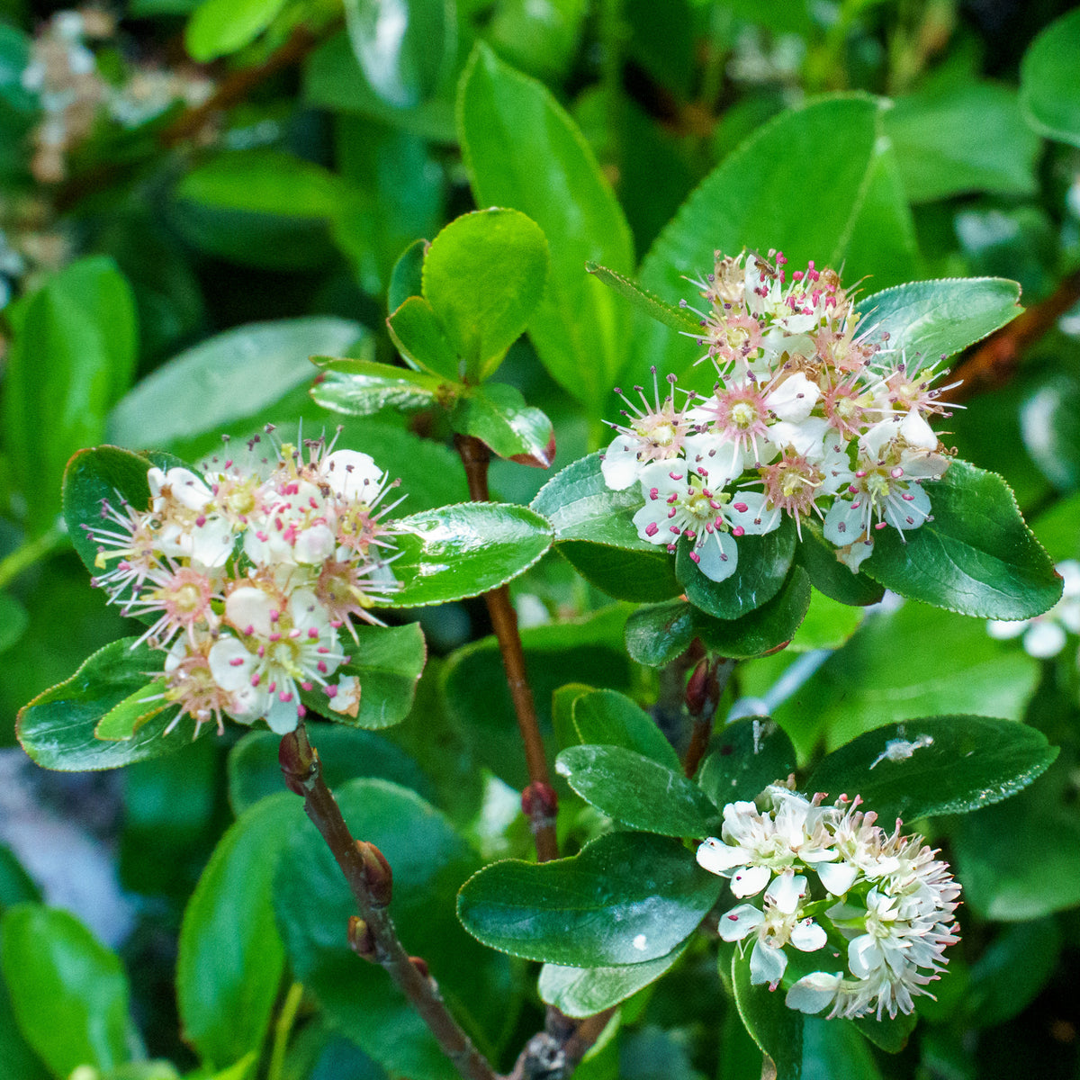 フラワー・リース small mountain Low Scape Mound Black Chokeberry – Plant Detectives
