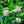 Load image into Gallery viewer, Low Scape Mound Chokeberry