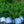 Load image into Gallery viewer, Low Scape Mound Chokeberry