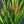 Load image into Gallery viewer, Lucifer Crocosmia