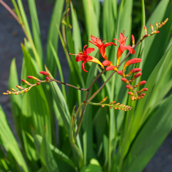 Lucifer Crocosmia