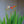 Load image into Gallery viewer, Lucifer Crocosmia