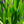Load image into Gallery viewer, Lucifer Crocosmia