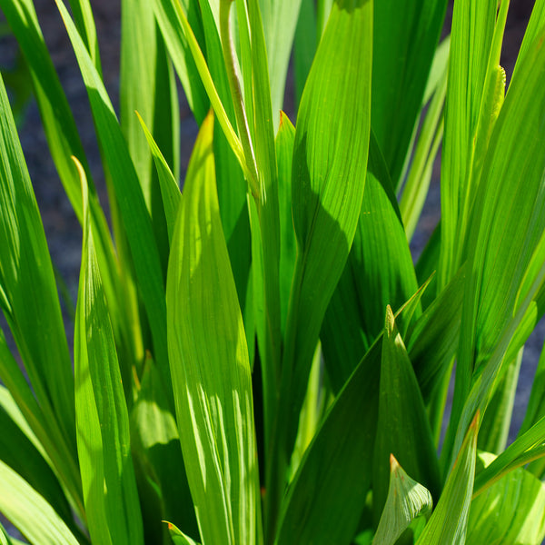 Lucifer Crocosmia