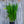 Load image into Gallery viewer, Lucifer Crocosmia