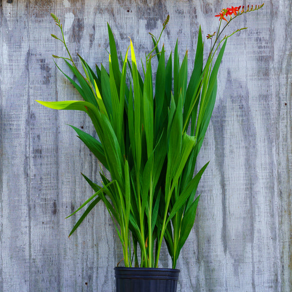 Lucifer Crocosmia