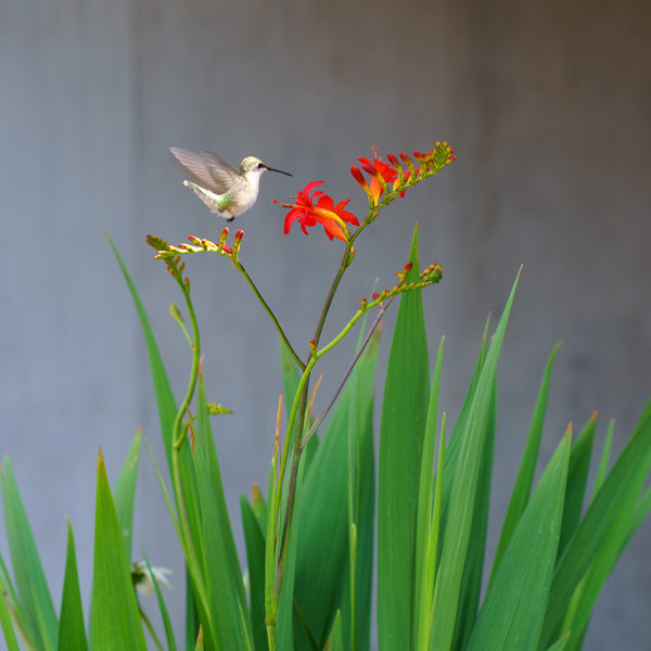 Lucifer Crocosmia