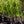 Load image into Gallery viewer, Lucy Rose of Sharon - Hibiscus - Shrubs