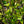 Load image into Gallery viewer, Lucy Rose of Sharon - Hibiscus - Shrubs