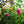 Load image into Gallery viewer, Lucy Rose of Sharon
