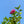 Load image into Gallery viewer, Lucy Rose of Sharon