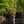 Load image into Gallery viewer, Lucy Rose of Sharon