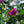 Load image into Gallery viewer, Lucy Rose of Sharon