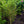 Load image into Gallery viewer, Lucy Rose of Sharon