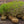 Load image into Gallery viewer, Ludwig Spaeth Lilac