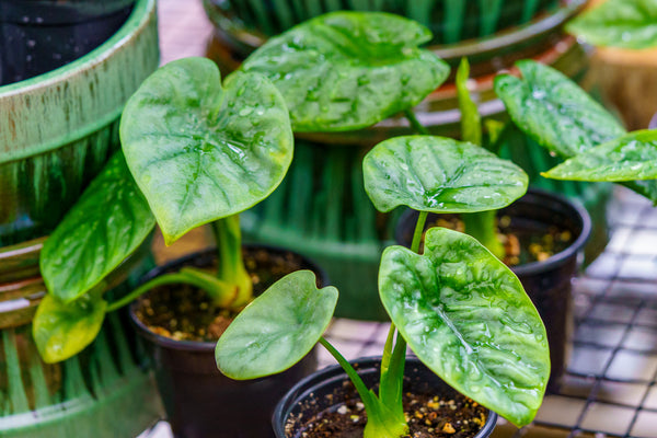 Lukiwan Elephant Ear