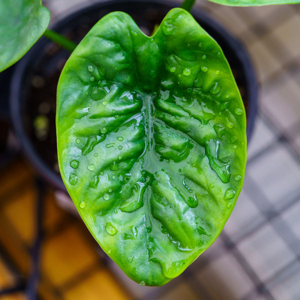 Lukiwan Elephant Ear