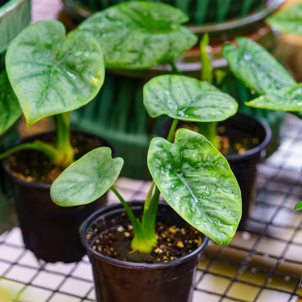 Lukiwan Elephant Ear