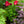 Load image into Gallery viewer, Luna Red Hibiscus
