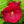 Load image into Gallery viewer, Luna Red Hibiscus