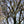 Load image into Gallery viewer, Lustre Allegheny Serviceberry - Amelanchier - Flowering Trees