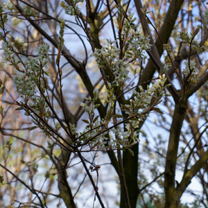 Rogers Allegheny Serviceberry
