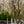 Load image into Gallery viewer, Lustre Allegheny Serviceberry - Amelanchier - Flowering Trees