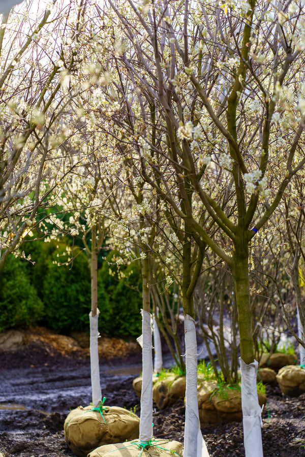 Lustre Allegheny Serviceberry - Amelanchier - Flowering Trees