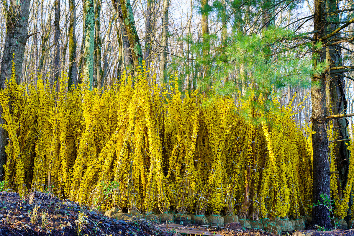 fertilizer for forsythia plants Lynwood Gold Forsythia – Plant Detectives