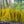 Load image into Gallery viewer, Lynwood Gold Forsythia - Forsythia - Shrubs