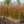Load image into Gallery viewer, Lynwood Gold Forsythia