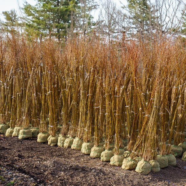 Lynwood Gold Forsythia