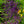 Load image into Gallery viewer, Balyriclu Sage