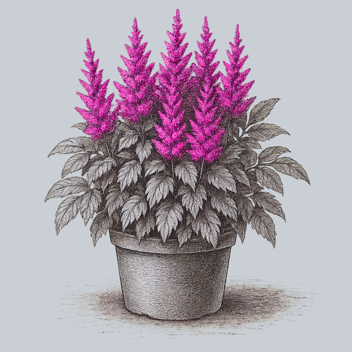 lavender astilbe plant Maggie Daley Chinese Astilbe – Plant Detectives