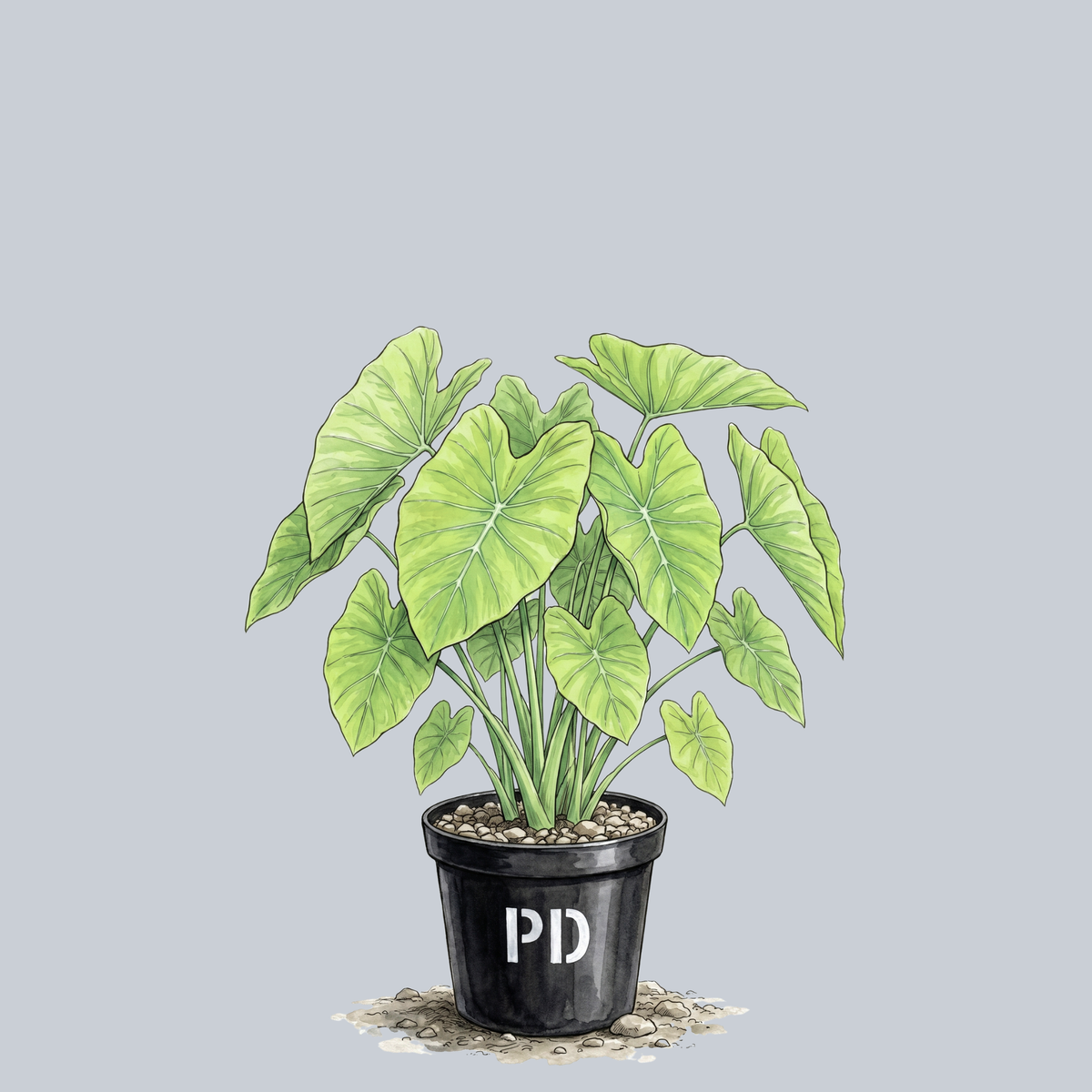 Maui Gold Elephant Ear – Plant Detectives