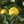 Load image into Gallery viewer, Meyer Lemon Tree