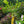 Load image into Gallery viewer, Meyer Lemon Tree