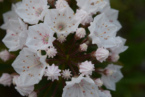 Mountain Laurel Flowers