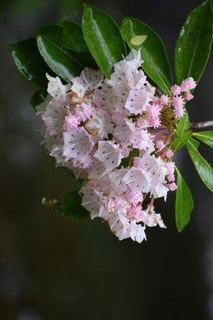 Mountain Laurel Flowers and Leaves