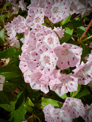 Pink Mountain Laurel Flowers