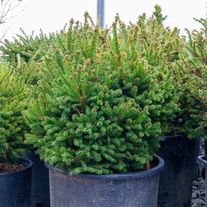 Mucronata Dwarf Norway Spruce - Spruce - Conifers