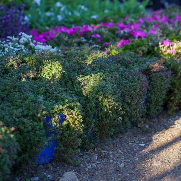 Magic Carpet Creeping Thyme